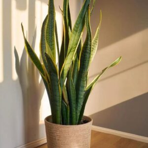 Snake Plant