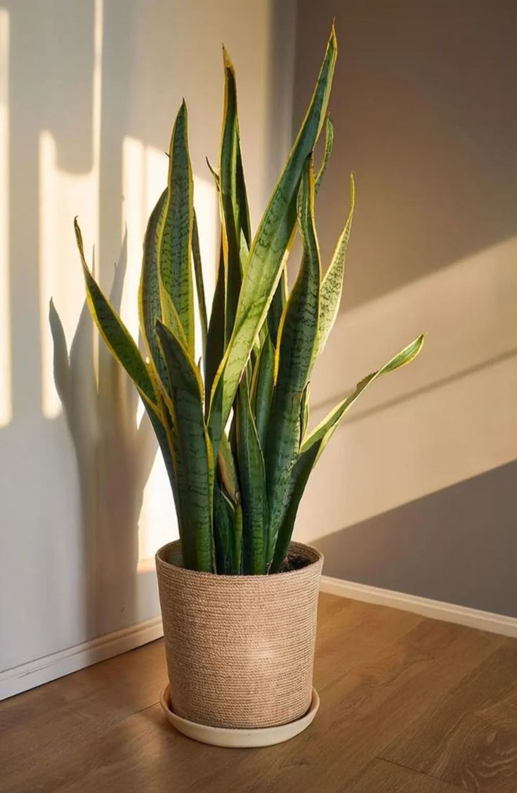 Snake Plant
