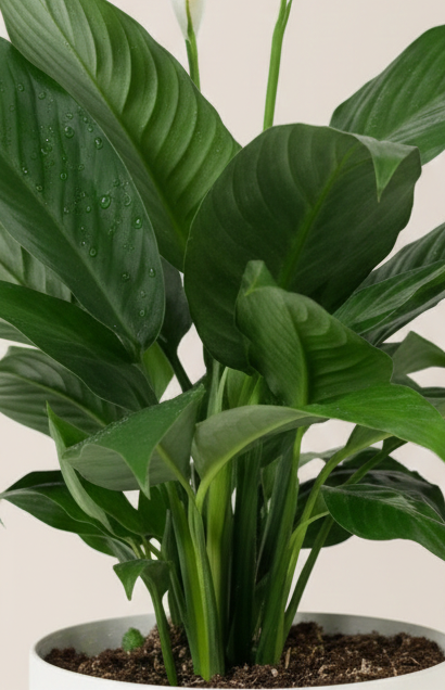 peace lily plant