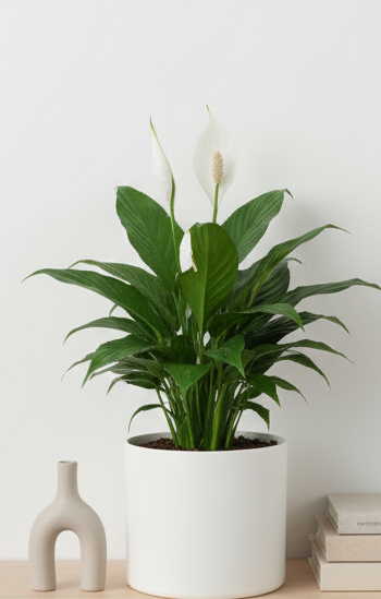 peace lily plant