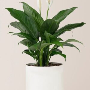 peace lily plant
