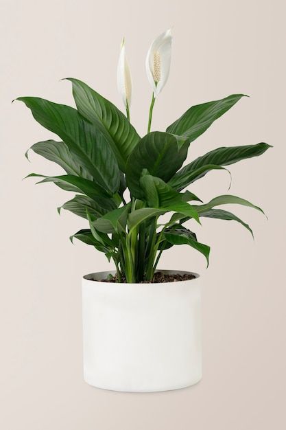 peace lily plant